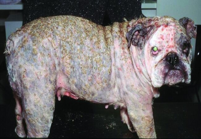 2025 Vet Guide to Canine Staph (Pyoderma) Infections – Causes, Diagnosis & Care🩺