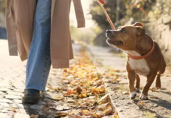 2025 Vet Insight: 6 Clear Signs Your Dog Truly Trusts You 🐶❤️