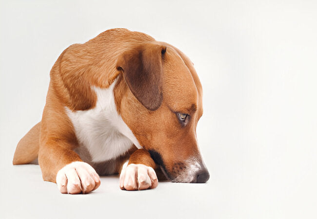 2025 Vet Insight: Can Dogs Feel Embarrassed? Decoding Canine Emotions 🐶😳