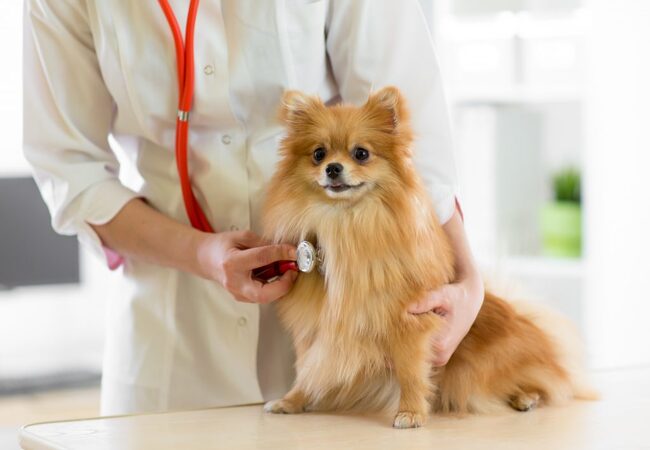 2025 Vet Insight: Clostridial Enterotoxicosis in Dogs – Causes, Diagnosis & Care 🐾🩺