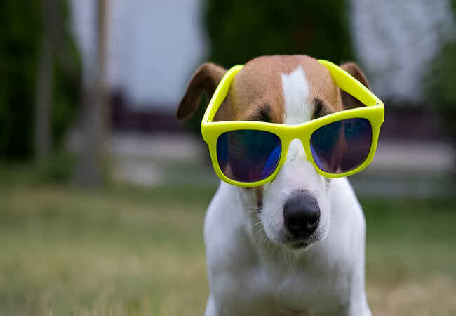 2025 Vet Insight: Do Dogs Really Need Eye Protection? 🐾🕶️