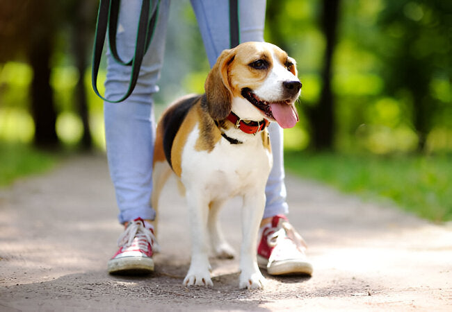 🐾 2025 Vet Insight: Dog-Walking Tips for Healthy, Happy Walks 🚶‍♂️🐕