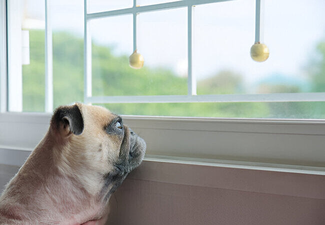 2025 Vet Insight: How to Calm an Anxious Dog—Vet‑Backed Strategies for Comfort & Confidence 🐾🧘‍♂️