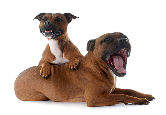 2025 Vet Insight: How to Introduce Dogs to Each Other—Vet‑Backed Step‑by‑Step Guide 🐶🤝