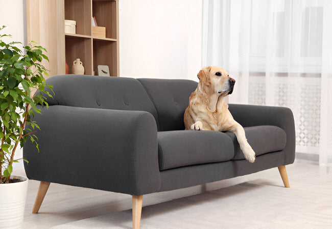 2025 Vet Insight: How to Keep Dogs Off the Couch—Vet‑Approved Tips & Training 🐶🚫🛋️