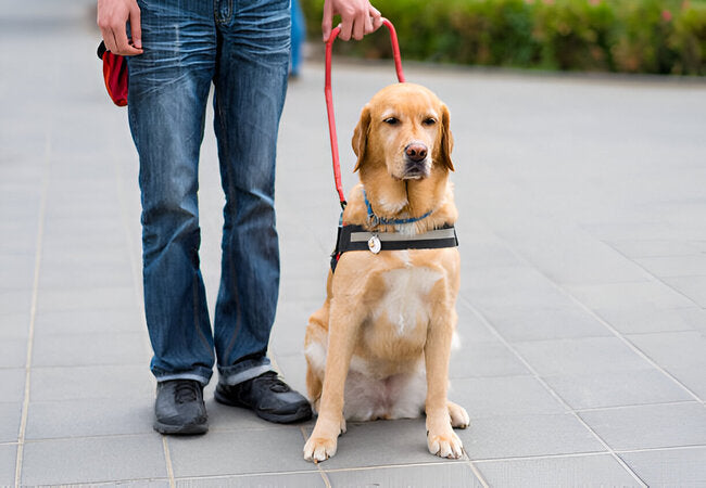 2025 Vet Insight: How to Pet a Dog the Right Way—Vet‑Approved Tips for Safe, Bond‑Building Petting 🐶🤗