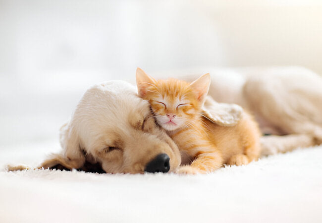 2025 Vet Insight: How to Socialize Your Puppy—Critical Period & Vet‑Backed Steps 🐶🤝