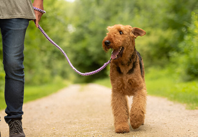 2025 Vet Insight: How to Teach a Dog to Come—Vet‑Approved Recall Training 🐶🎯