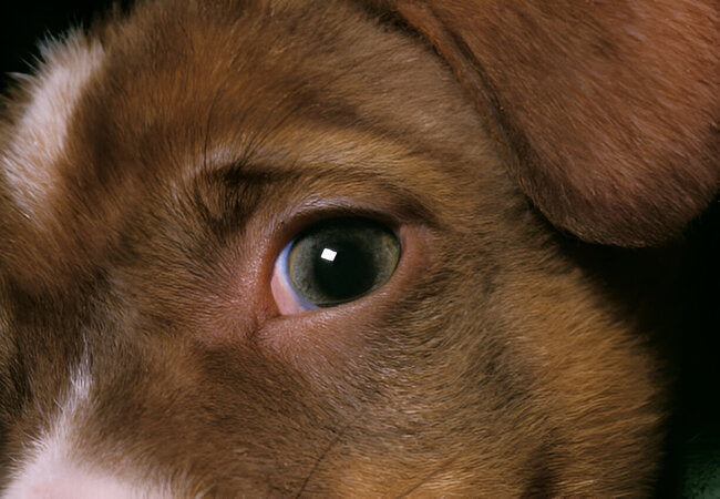 2025 Vet Insight: The Evolution of Puppy‑Dog Eyes 🐶👀