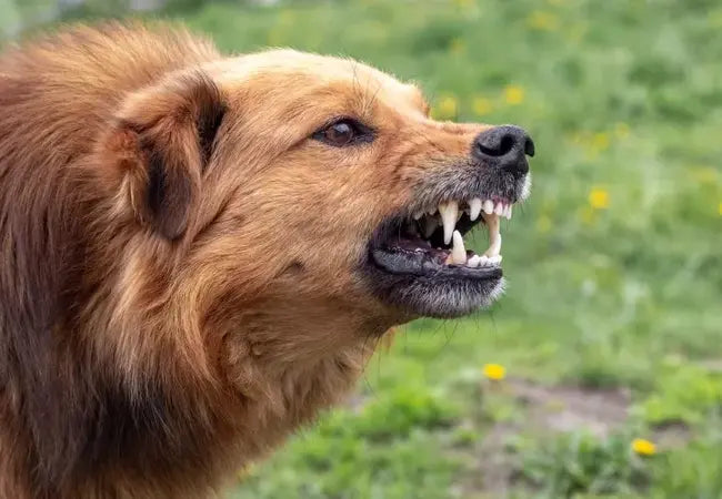 2025 Vet Insight: Understanding Fear & Aggression in Dogs—Vet‑Backed Insights for Safe, Compassionate Handling 🐕⚠️