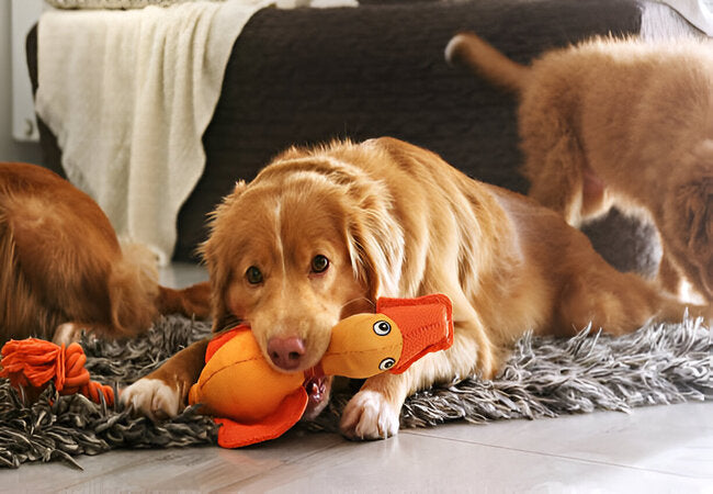2025 Vet Insight: Why Do Dogs Bring You Toys When You Get Home? 🐶🎁
