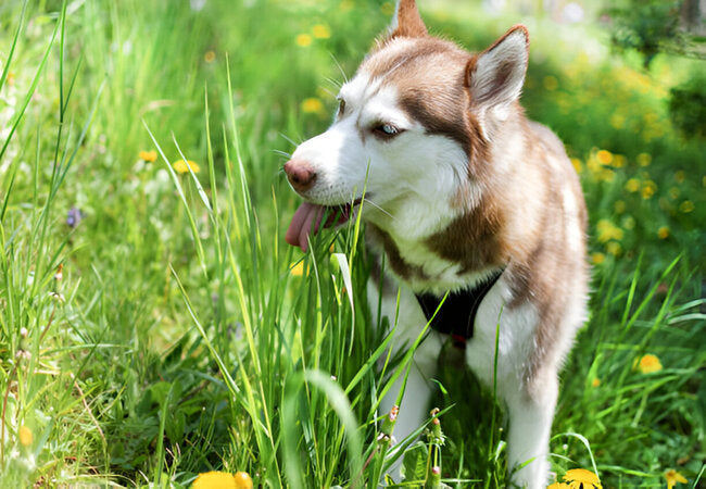 2025 Vet Insight: Why Do Dogs Eat Grass? 🐕🌱