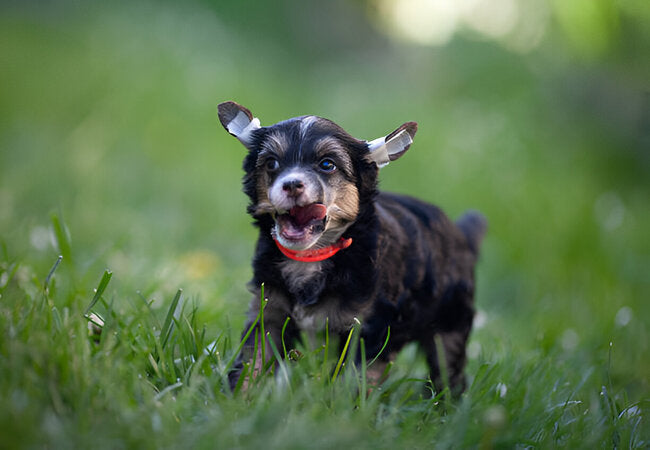 2025 Vet Insight: Why Do Dogs Get the Zoomies? FRAPs Explained! 🐶💨