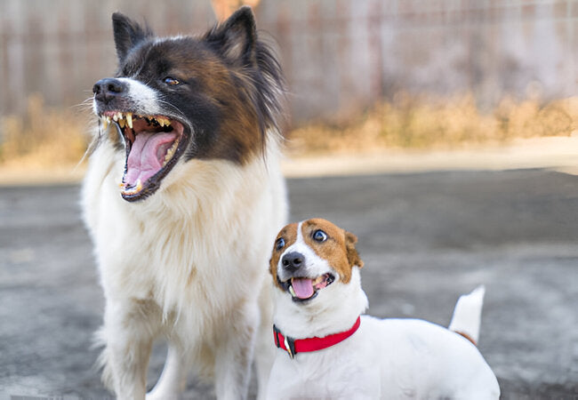 2025 Vet Insight: Why Do Dogs Growl? Decode Their Warnings & Comfort Cues 🐶⚠️