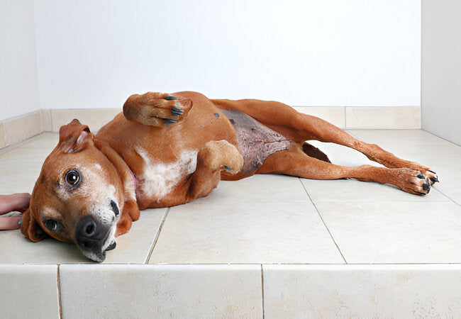2025 Vet Insight: Why Do Dogs Hump? Vet‑Backed Reasons & Solutions 🐶⚠️