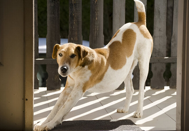 2025 Vet Insight: Why Do Dogs Stretch When They Greet You? 🐶🤸‍♂️