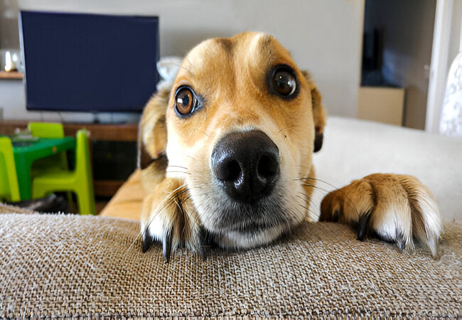 2025 Vet Insight: Why Does My Dog Keep Staring at Me? 🐶👀