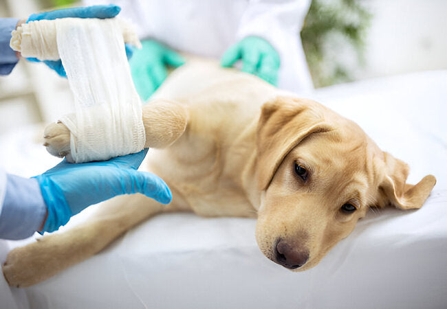 2025 Vet Travel Care: What to Do if Your Pet Gets Sick or Injured on Vacation 🐾🏥