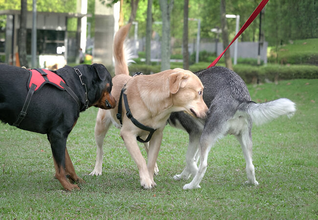 3 Dog Behaviors You Can Accidentally “Untrain” in 2025 – Vet‑Approved Prevention Tips 🐾🩺