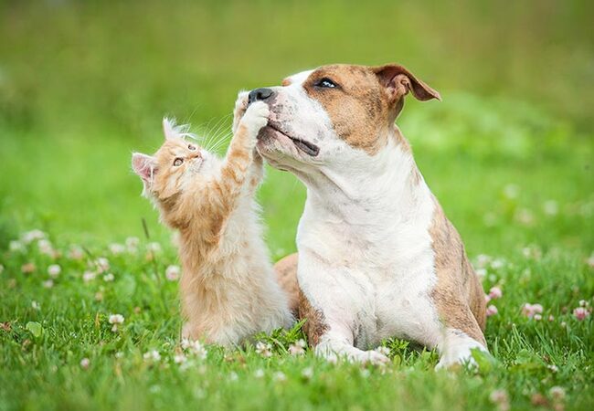🐾 3 Dog Breeds with Cat-Like Traits A 2025 Guide for Feline-Loving Dog Owners