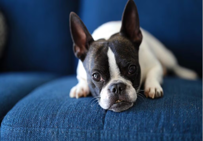 4 Essential Health Tips for Flat-Faced Dogs—Vet-Approved 2025 🐶🩺