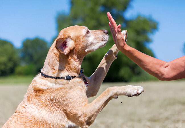 4 Hand Signals You Can Teach Your Dog in 2025 – Vet‑Approved Training Guide 🐶🖐️