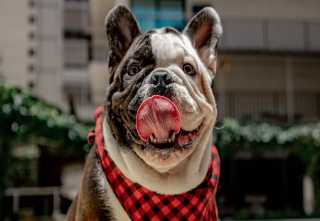 4 Heat Risks in Pets to Watch For—Vet-Approved 2025 ☀️🐶