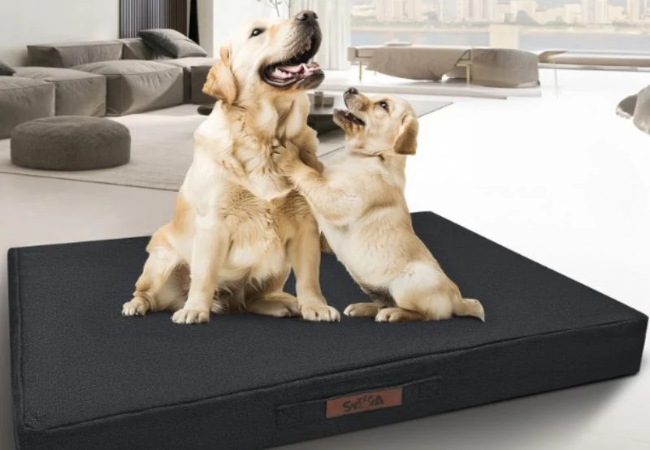 4 Hidden Dangers Lurking in Your Dog’s Bed in 2025: A Vet’s Guide to a Cleaner, Healthier Sleep Space 🐶🐾