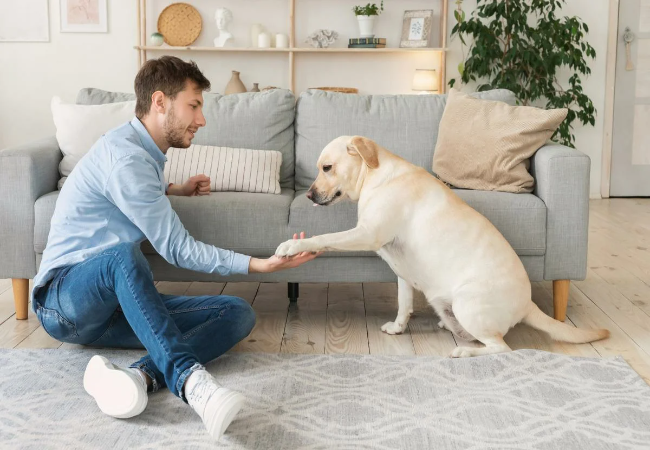4 Life-Saving Dog Training Commands Every Pet Parent Should Master in 2025 (Vet Approved Guide) 🐶🐾