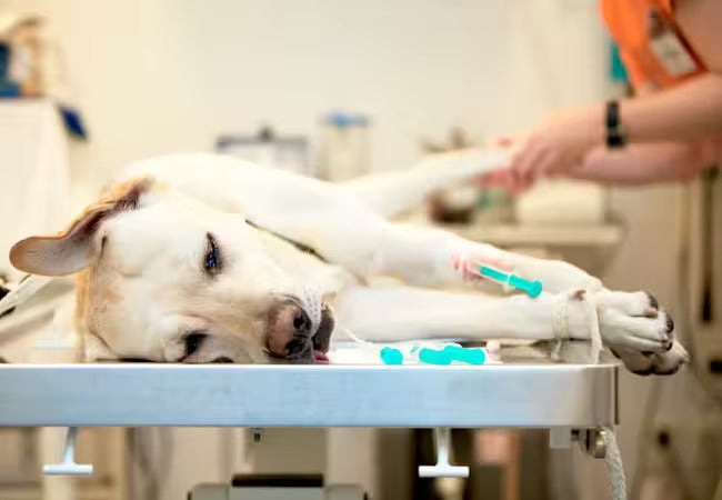 ⚠️ 5 Anesthesia Risks for Pets You Should Know in 2025 🐾