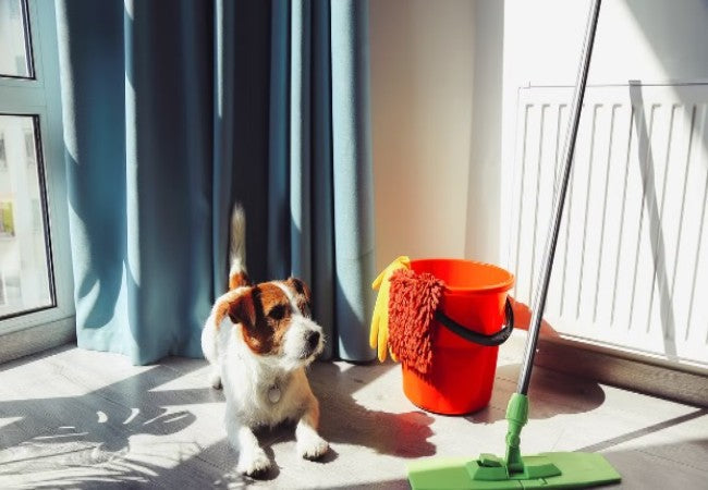 5 Common Cleaning Products That Could Harm Your Dog in 2025: A Veterinarian’s Guide to Pet-Safe Cleaning 🐶🐾
