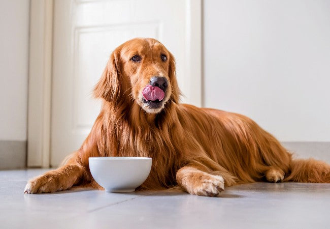 5 Common Feeding Mistakes That Cause Dog Weight Gain: Vet Approved Tips for 2025 🩺🐶