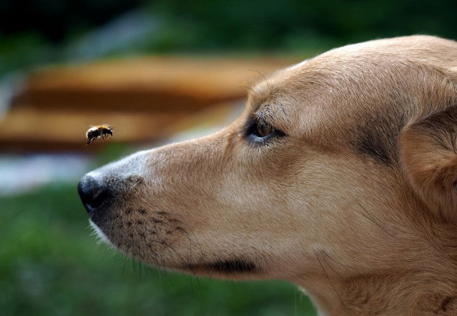 5 Dangerous Bugs Your Dog Might Bring Indoors: A 2025 Veterinary Guide 🐶🚫