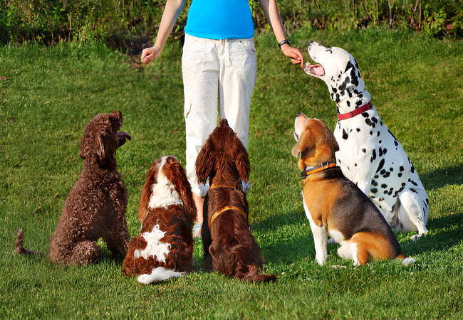 5 Dog Training Rewards That Aren’t Food in 2025 – Vet‑Approved Enrichment Tips 🐶✨