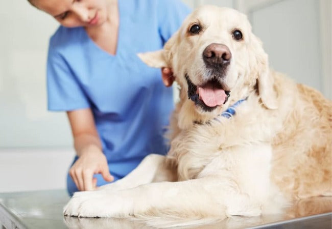 🐾 5 Health Benefits of Helping Your Dog Lose Weight in 2025 🐶
