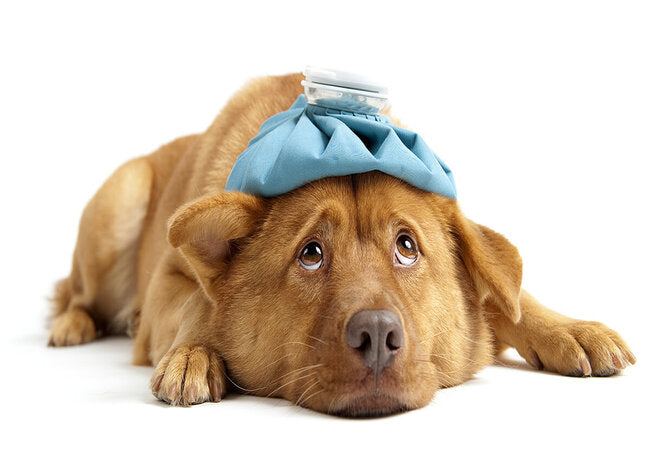 Pet Toxin Alert 2025 : 5 Sneaky Environmental Dangers 🌿⚠️