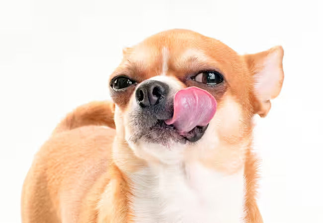Hungry Pup Solutions 2025: 5 Science-Backed Satiety Tricks 🥄🐕