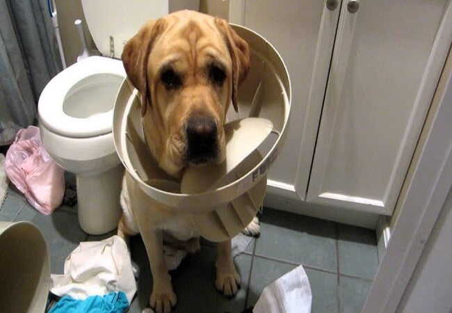 🗑️ 5 Trash Can Dangers That Could Harm Your Pet in 2025 🐾