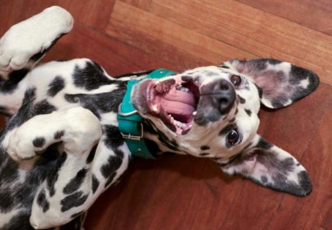5 Vet Approved Non-Food Dog Training Rewards for 2025 🐶🐾