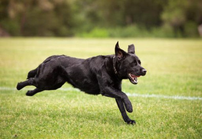 5 Vet Approved Signs Your Dog Is Getting Too Much Exercise (2025 Guide)🩺🐶