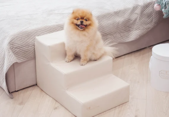 5 Vet Approved Stair Safety Tips for Dogs in 2025: Ensuring Safe Steps for Every Pup 🐶🏠