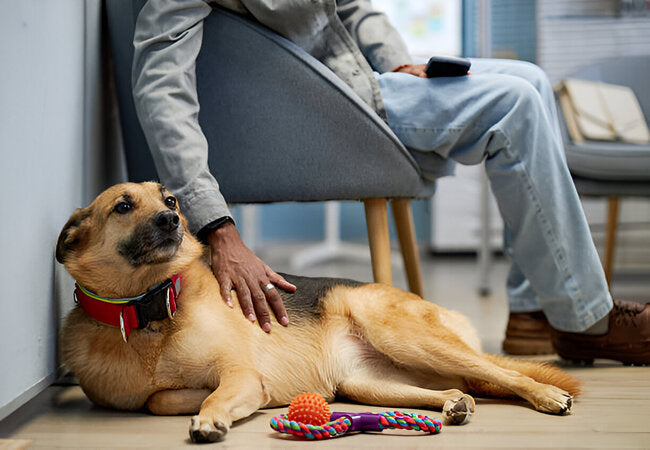 5 Vet‑Certified Ways to Relieve Your Dog’s Boredom—2025 Guide 🐶🧠