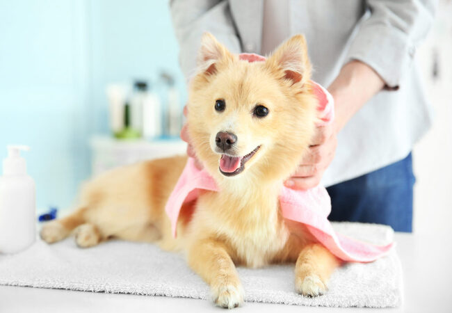 Vet-Approved Grooming Secrets Your Groomer Wants You to Know 2025 🐾🐶
