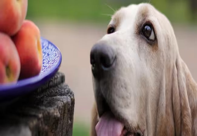 6 Vet-Approved Hidden Dangers of Stone Fruits for Dogs in 2025 🍑🐾