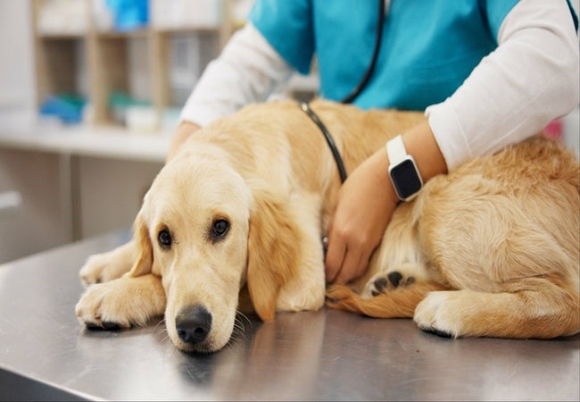 6 Signs It’s Time to Change Your Dog’s Food in 2025: A Vet’s Guide 🐶