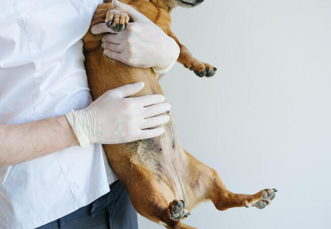 💨 6 Surprising Causes of Gas in Dogs (2025 Guide) 🐶