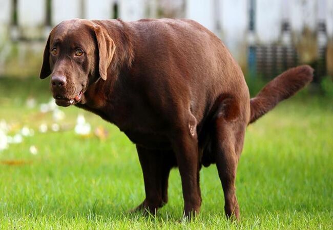6 Shocking Discoveries in Dog Poop (2025 Vet Analysis) 🐾🐕