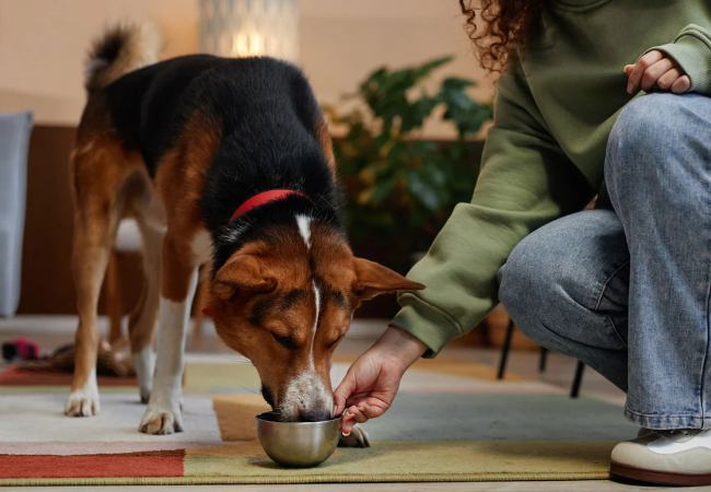 6 Vet Approved Ways to Go Natural with Your Pet in 2025 🐶🐱