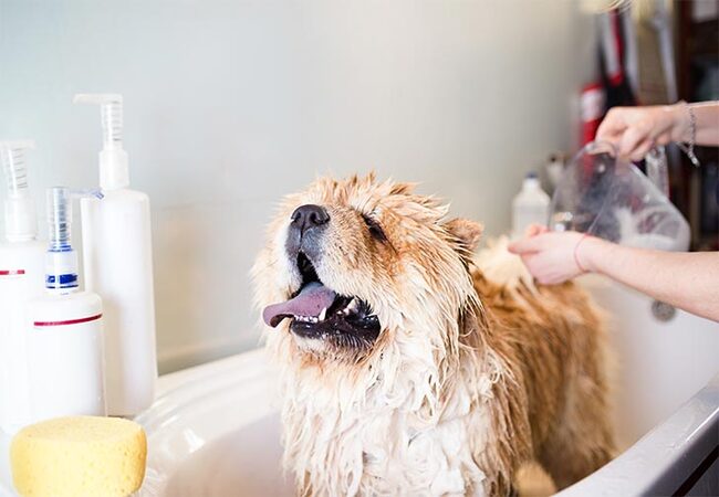 🛁 7 Common Bath-Time Mistakes Pet Owners Make in 2025 — And How to Avoid Them 🐾