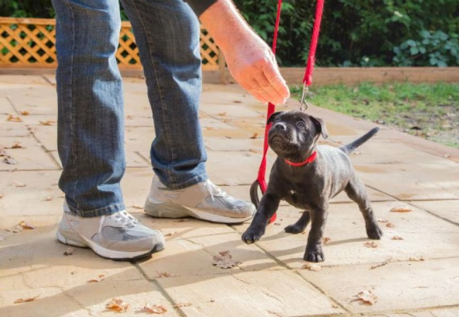7 Dangers of Not Socializing Your Dog in 2025: A Vet’s Guide to Preventing Behavioral Issues 🐶